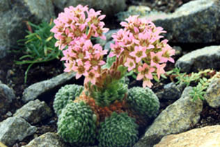 Rosularia pilosa